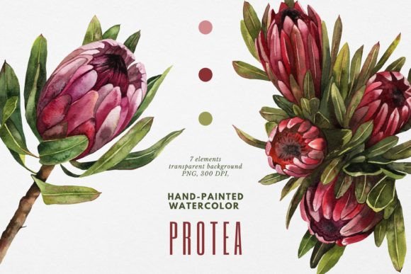 Pink Protea Watercolor Clipart